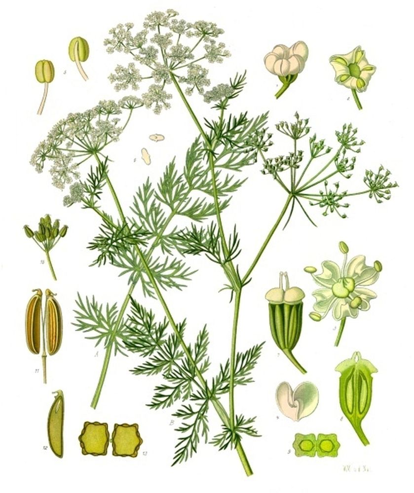 Carum carvi annua